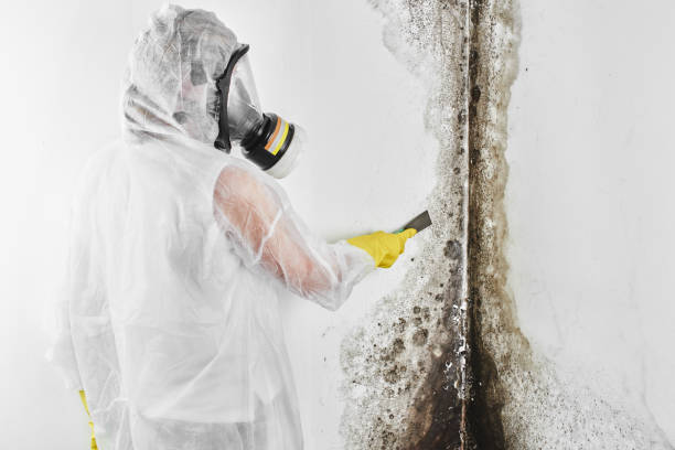 Best Mold Remediation for Specific Building Types in Helper, UT