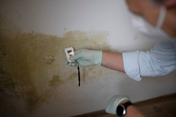 Best Emergency Mold Remediation in Helper, UT