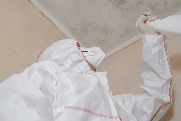 Best Localized Mold Remediation (e.g., coastal areas, humid climates) in Helper, UT