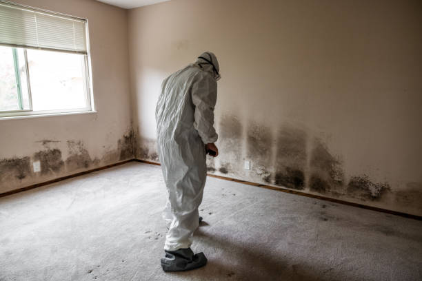 Best Post-Flood Mold Remediation in Helper, UT